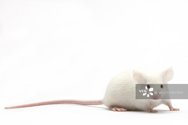 喂养NAC的白色老鼠图片素材