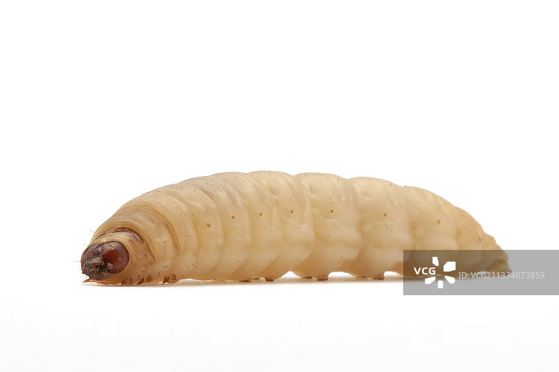 鳞翅目幼虫喂食NAC图片素材