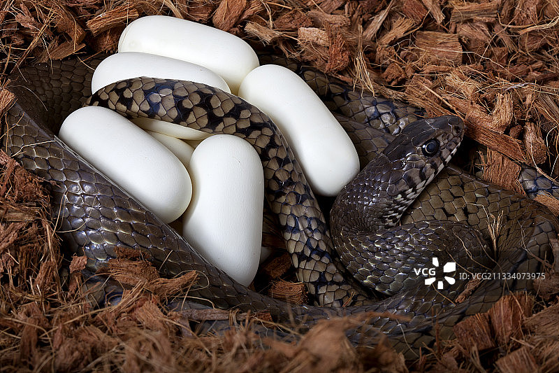 原产地：亚洲图片素材