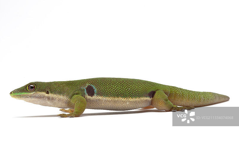 产地：马达加斯加图片素材