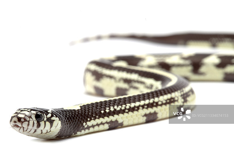 原产地：美国，墨西哥图片素材