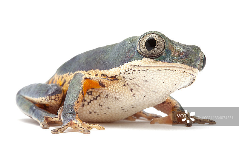 潘塔纳尔的起源图片素材