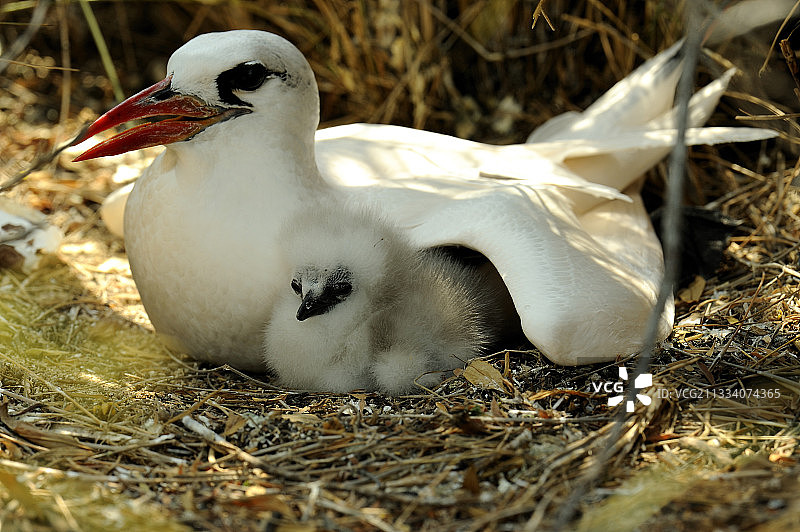 马达加斯加红尾鹲与幼鸟图片素材