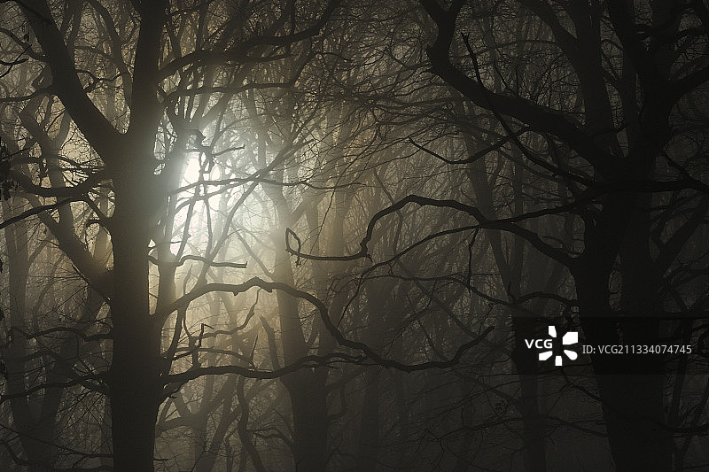 冬季孚日山脉老橡树林的阳光与雾气图片素材