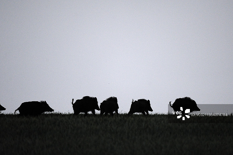 法国孚日山脉黎明时分草地上的野猪图片素材