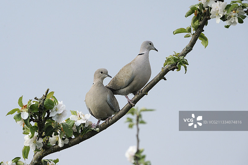 法国孚日省花枝上的土耳其鸽子图片素材