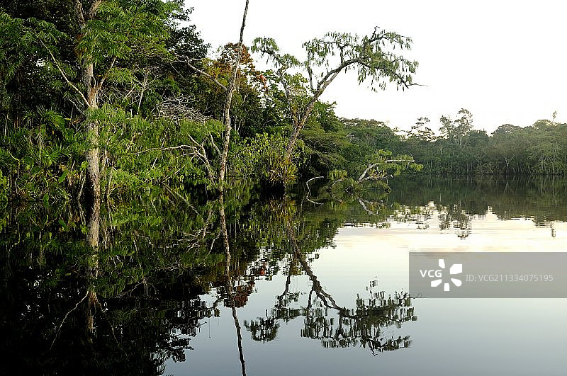 纳波河厄瓜多尔亚马逊森林附近的泻湖图片素材