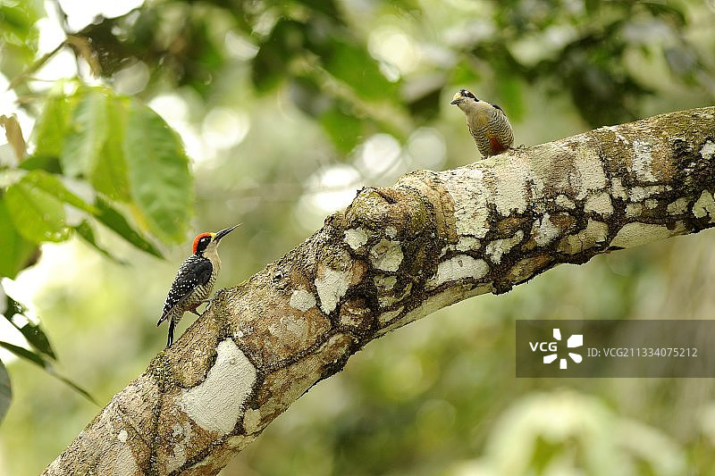 黑颊啄木鸟（厄瓜多尔）图片素材