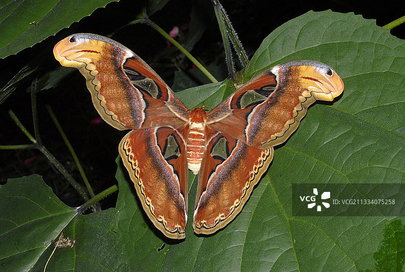泰国树叶上的巨型皇蛾图片素材