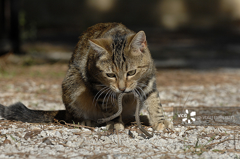 猫吃蛇图片素材
