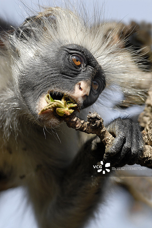 桑给巴尔红疣猴采食嫩叶图片素材