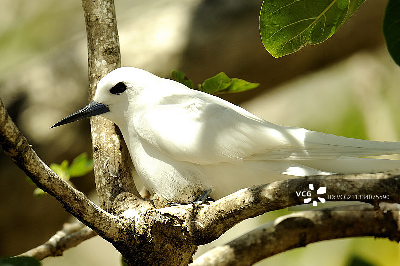 白玄鸥在罗德里格斯岛树枝上孵蛋图片素材