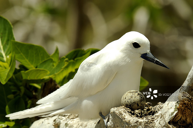 罗德里格斯岛上的白玄鸥及其卵图片素材