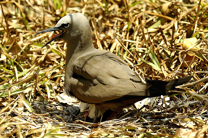 罗德里格斯岛上的棕色鲣鸟和幼鸟图片素材