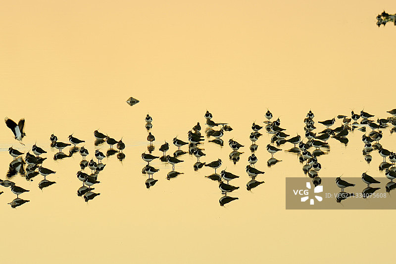 热拉尔·法国冬季水面上的凤头麦鸡图片素材