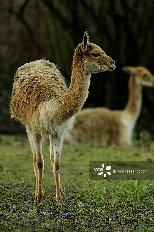 法国米卢斯动物园的羊驼图片素材
