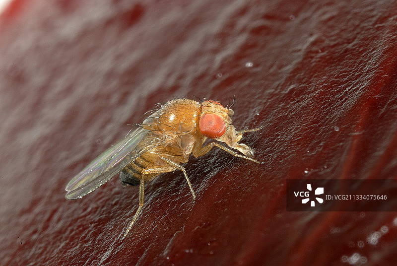 法国水果上的斑点翅膀果蝇雌性图片素材