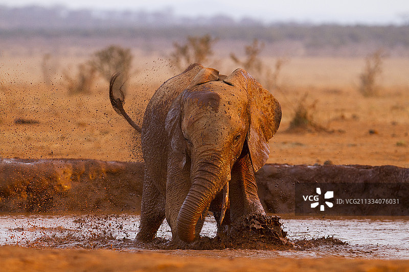 肯尼亚察沃东部正在进行泥浴和尘浴的非洲象图片素材