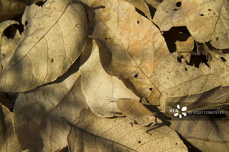 博茨瓦纳乔贝萨武蒂的枯叶拟态昆虫图片素材