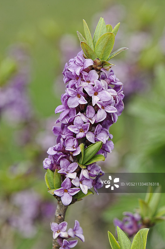 法国瓦努瓦斯山区的盛开瑞香花图片素材