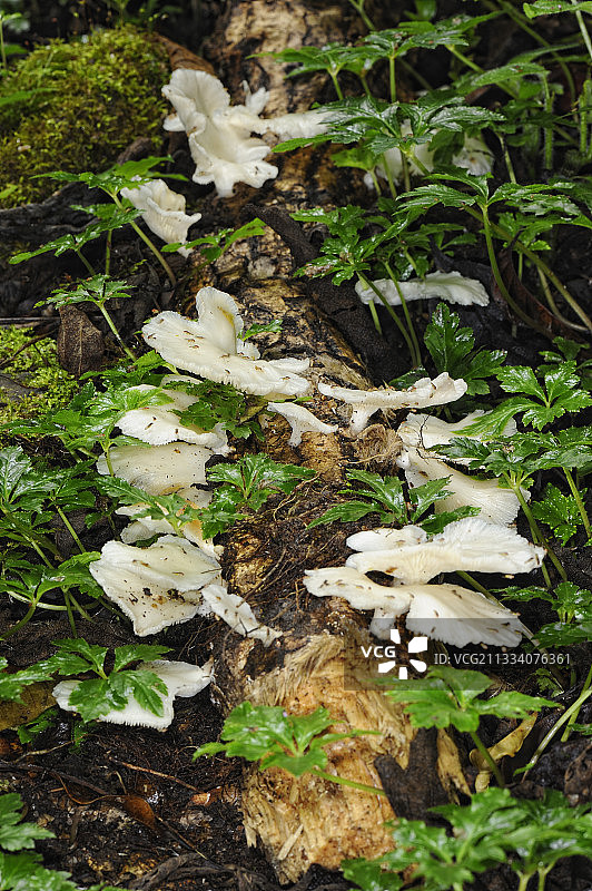 哥斯达黎加死亡之山上的蘑菇图片素材
