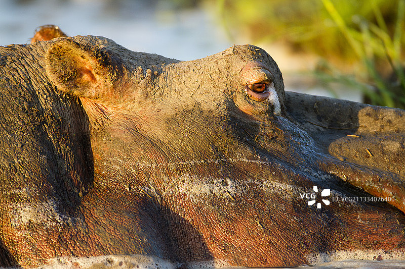 肯尼亚马赛马拉的泥泞中的雄性河马图片素材