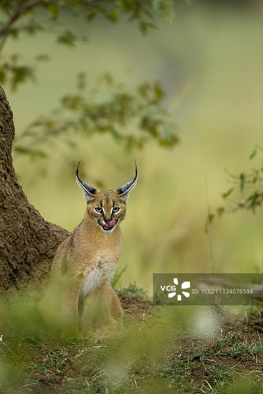 在树下休息的狞猫，肯尼亚马赛马拉图片素材