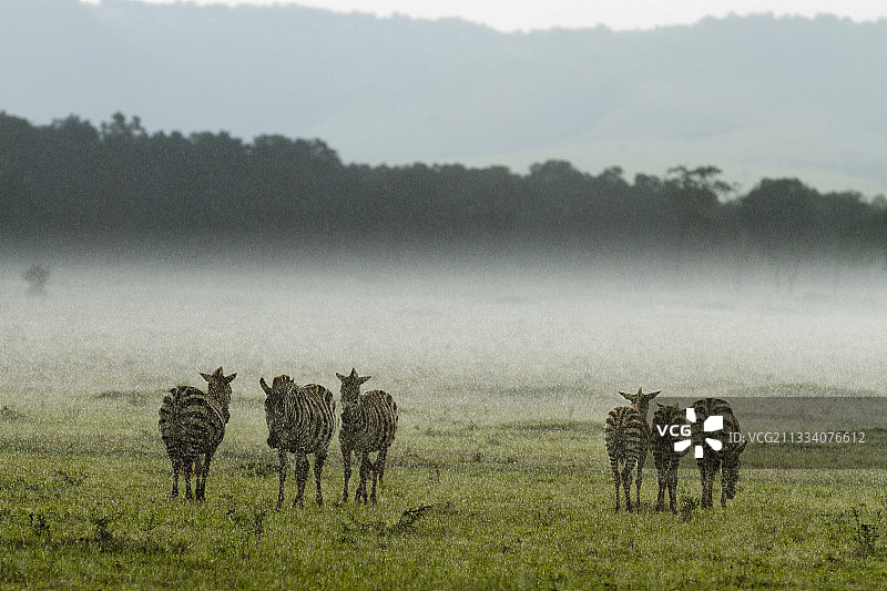 肯尼亚马赛马拉雨中格氏斑马图片素材
