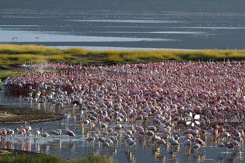 肯尼亚博戈里亚湖的小红鹳群图片素材
