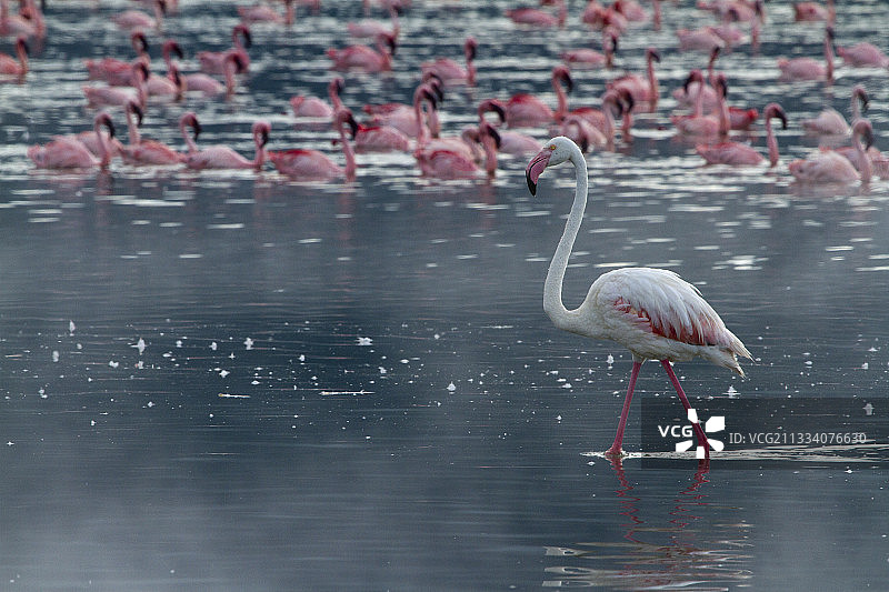 大红鹳与小红鹳，肯尼亚博戈里亚湖图片素材