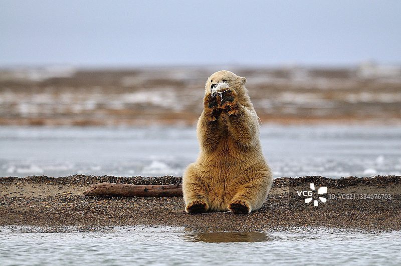 阿拉斯加卡克托维克水边的北极熊图片素材