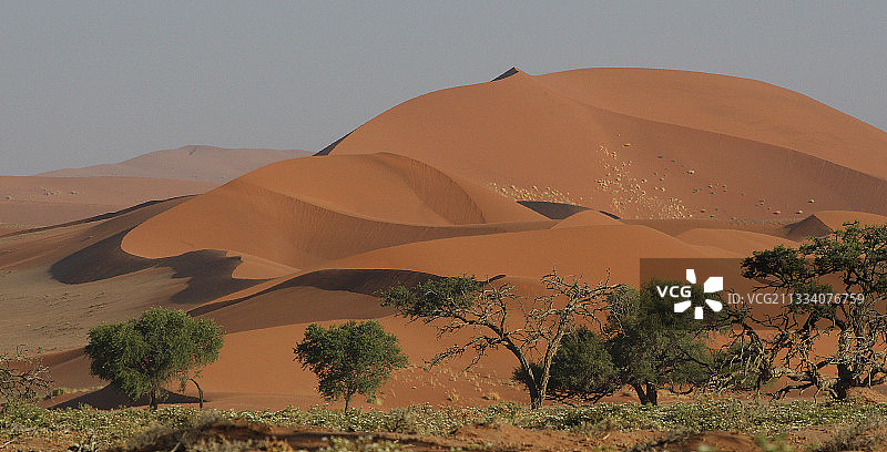 索苏斯维利纳米比亚沙丘前的金合欢树图片素材