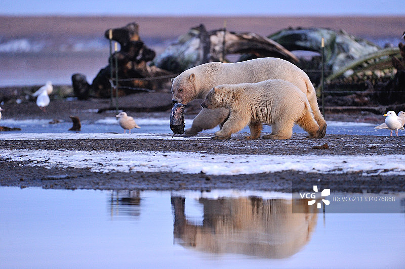 阿拉斯加北极国家野生动物保护区的北极熊图片素材