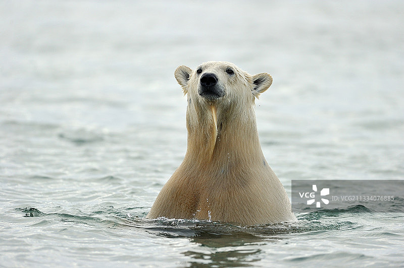 阿拉斯加北极国家野生动物保护区内的北极熊图片素材