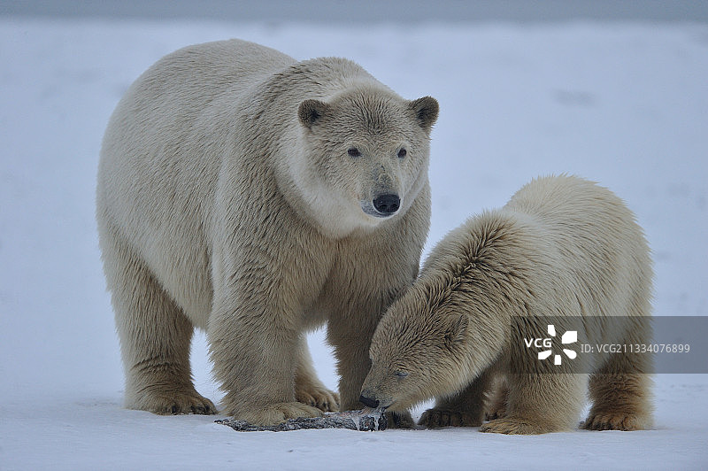 阿拉斯加北极国家野生动物保护区内的北极熊图片素材