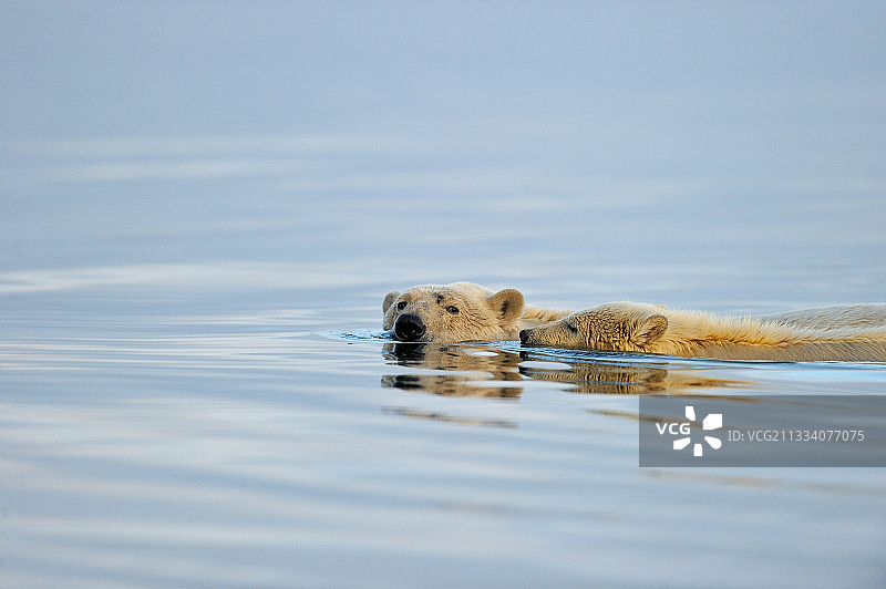 北极国家野生动物保护区水中的北极熊图片素材