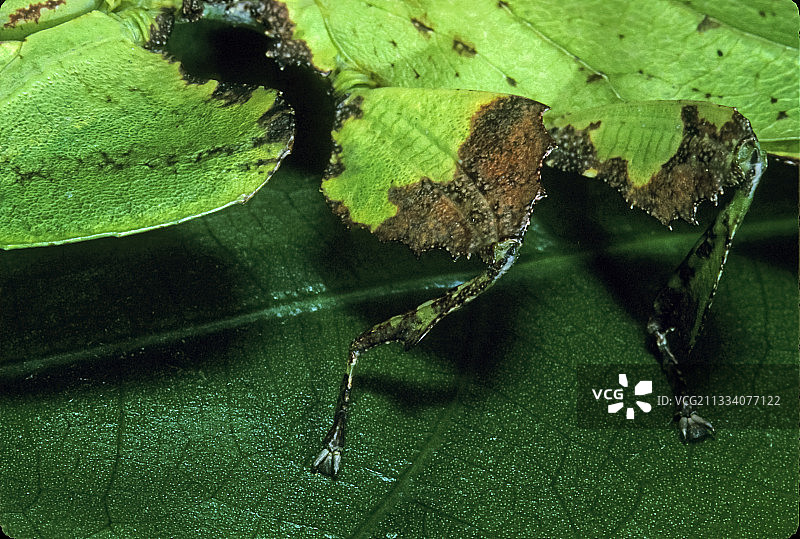 一片叶子昆虫的腿图片素材
