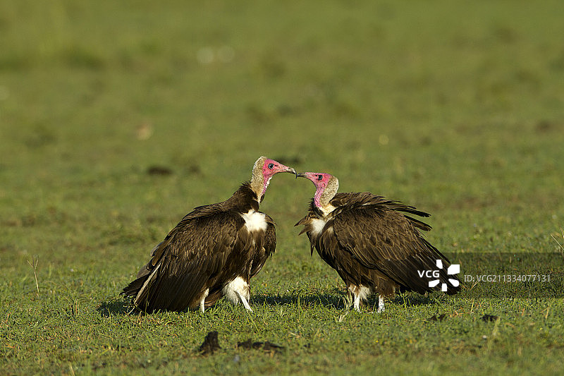 马赛马拉肯尼亚稀树草原上的带帽秃鹫图片素材