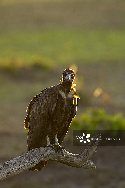 马赛马拉肯尼亚稀树草原上的秃鹫图片素材