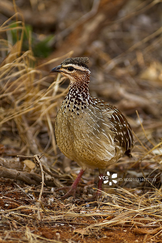 东非察沃的凤头鹧鸪图片素材