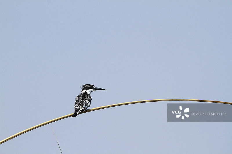 莫雷米奥卡万戈博茨瓦纳树枝上的斑鱼狗图片素材