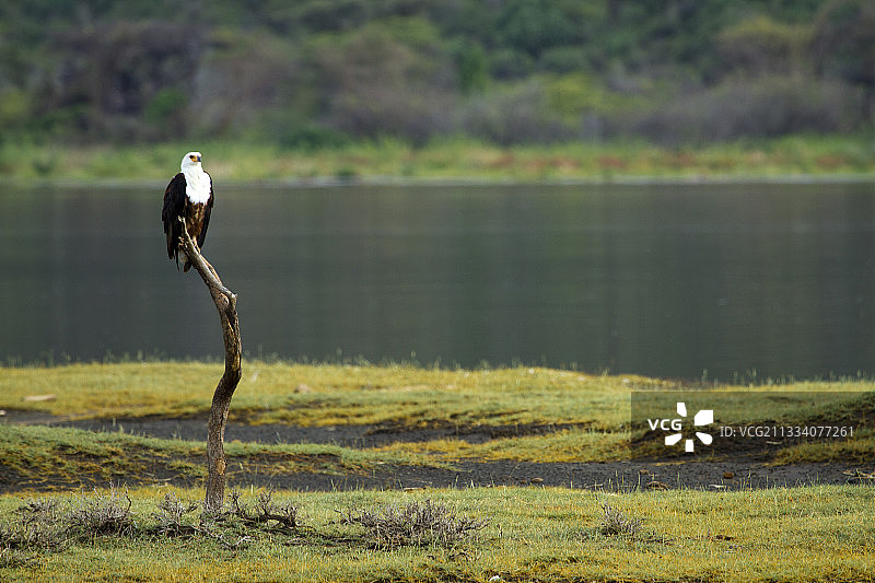 非洲海雕在肯尼亚博戈里亚湖的树干上捕鱼图片素材