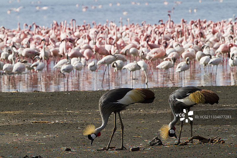 东非冠鹤与小红鹳，博戈里亚湖图片素材
