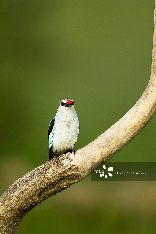 马赛马拉肯尼亚树枝上的林地翠鸟图片素材