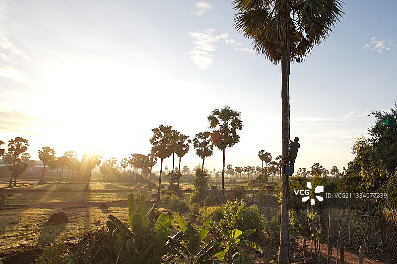 在柬埔寨收集有机棕榈糖的棕榈汁图片素材