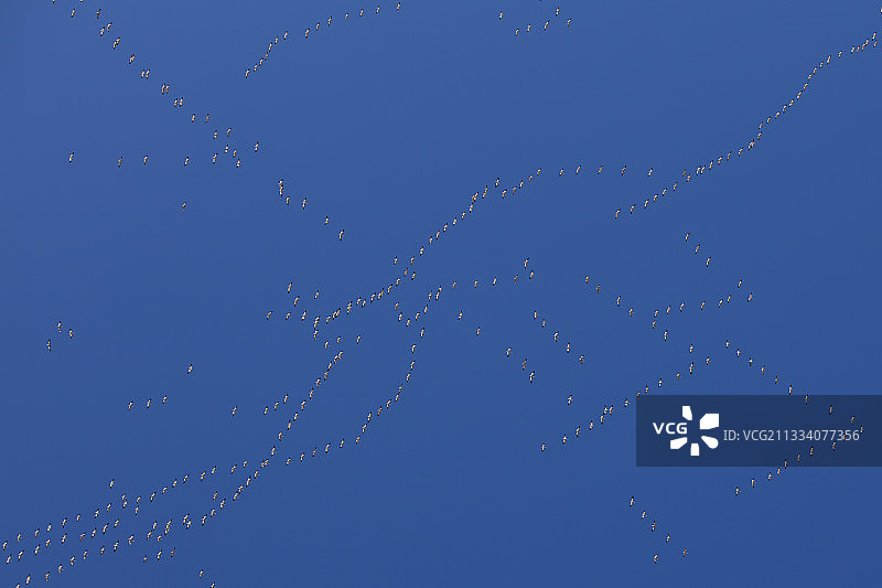 黄金钩国家野生动物保护区的飞行雪雁图片素材