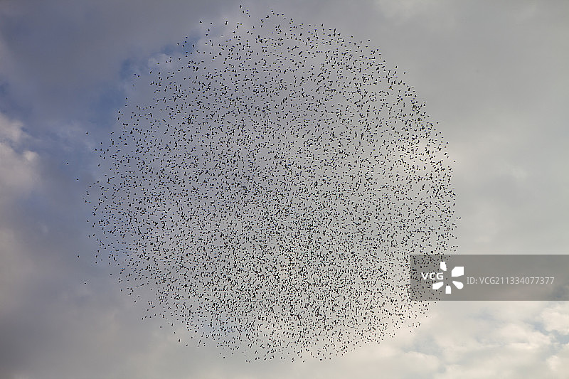 法国普罗旺斯省的八哥圈图片素材