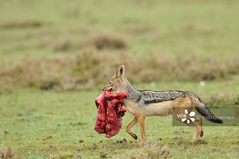 胡狼将肺塞入角马嘴里，肯尼亚图片素材