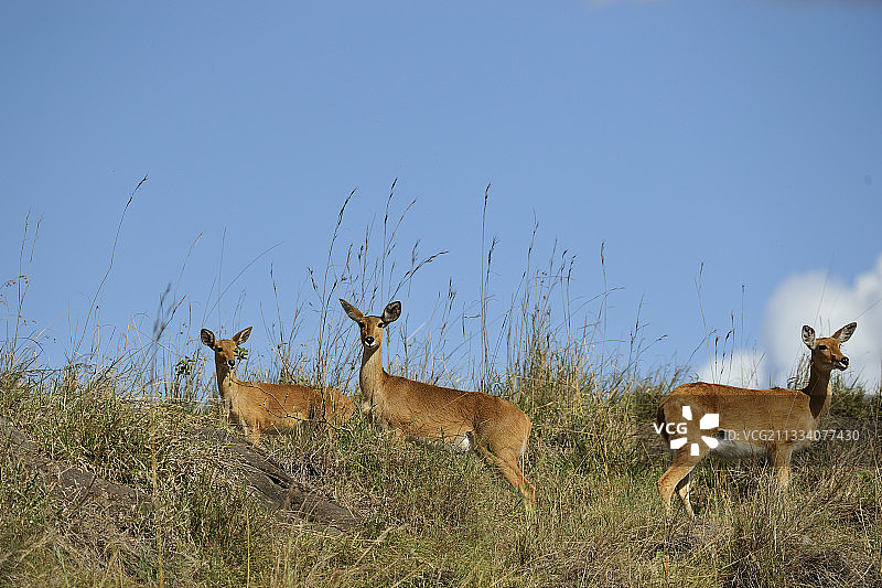 肯尼亚马赛马拉国家保护区山脊上的苇羚图片素材