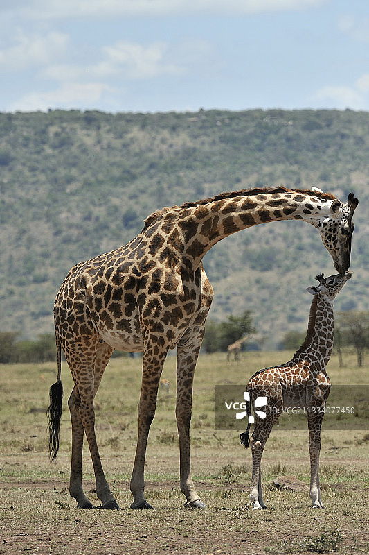 马赛长颈鹿在肯尼亚马赛马拉保护区照顾幼崽图片素材